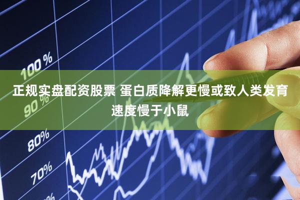 正规实盘配资股票 蛋白质降解更慢或致人类发育速度慢于小鼠